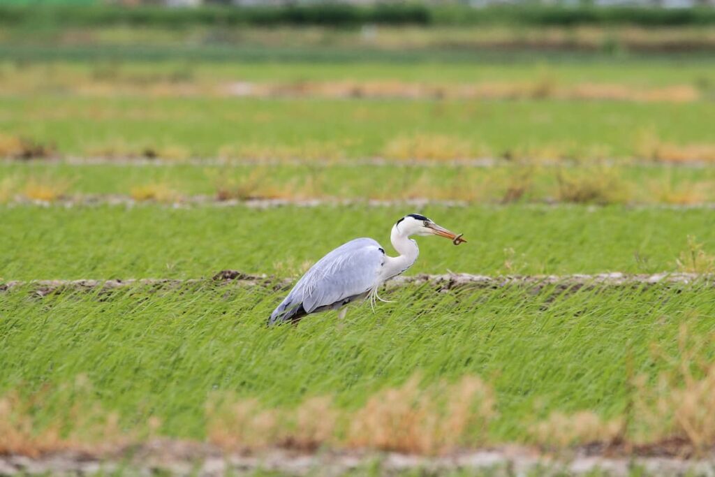ドジョウを捕まえたアオサギ
